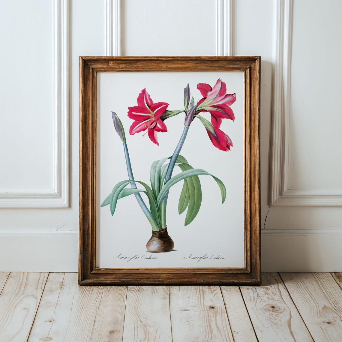 Brazilian Amaryllis Vintage Botanical Flower Illustration Poster