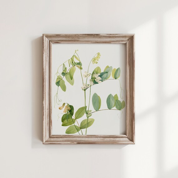 Vintage White Pea Flower Art Print Botanical Wall Decor