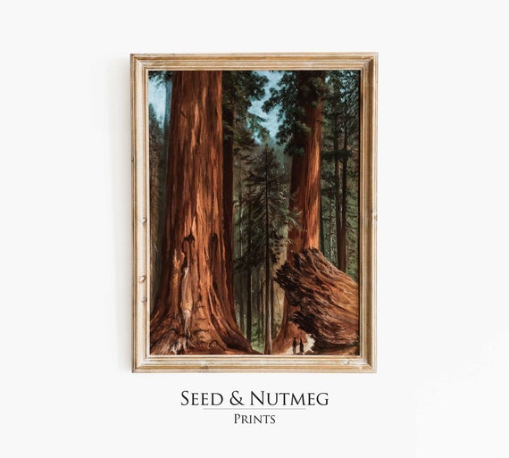 California Redwoods Forest Art Prints Vintage Landscape Wall Decor Large Wall Art Prints Antique Oil Painting 294