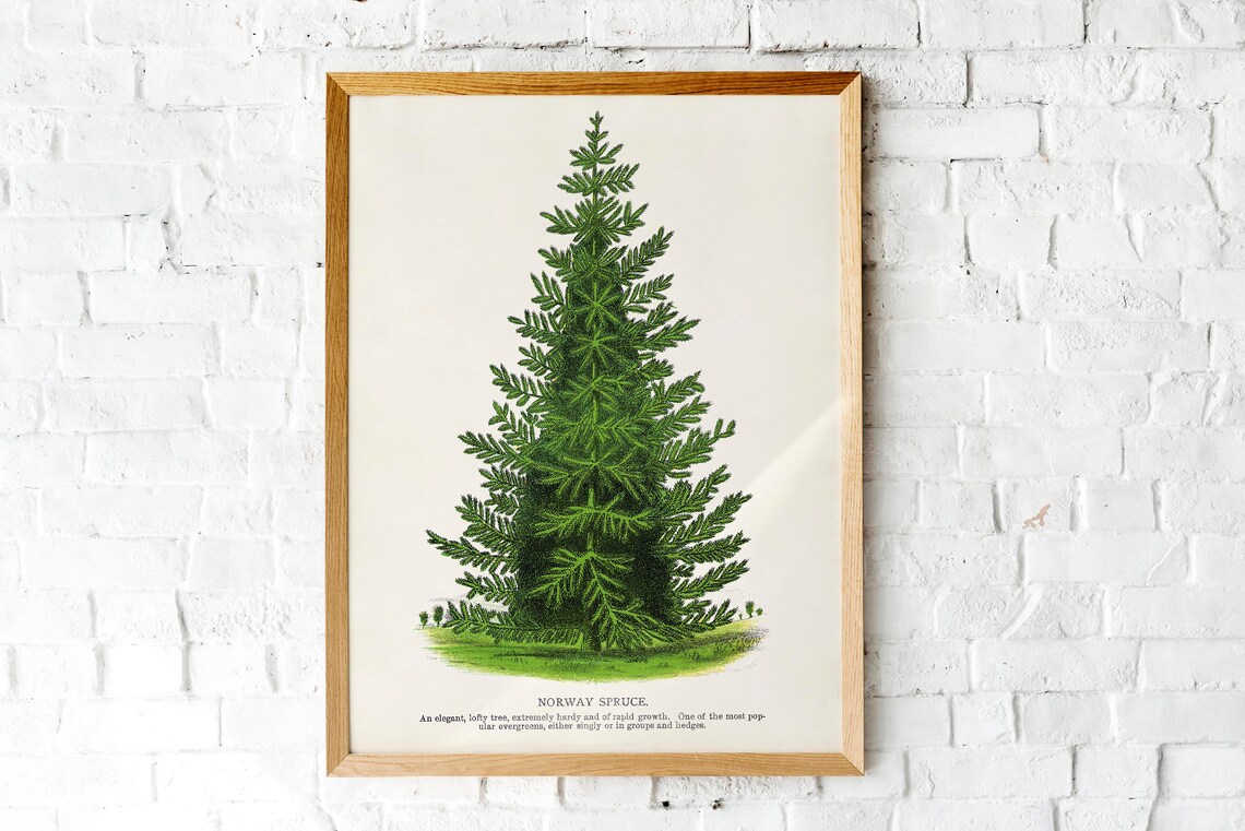 Christmas Vintage Spruce Illustration Holiday Tree Art Print - Image 2