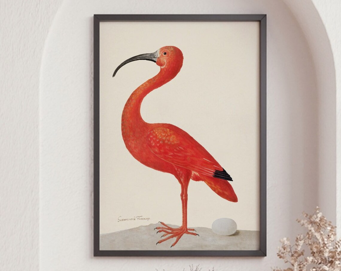 Scarlet Ibis Bird With Egg, Vintage Bird Art Print