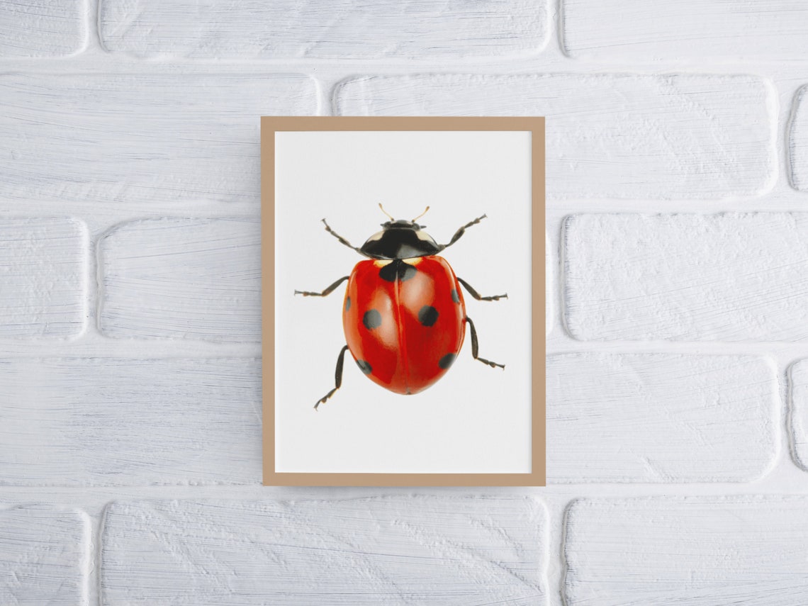Red Ladybug Macro Photo Cute Nursery Bug Insect Nature Poster