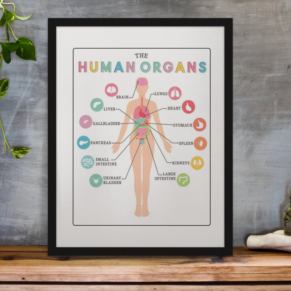 Human Organs Anatomy Chart Educational Science Classroom Poster - Image 4