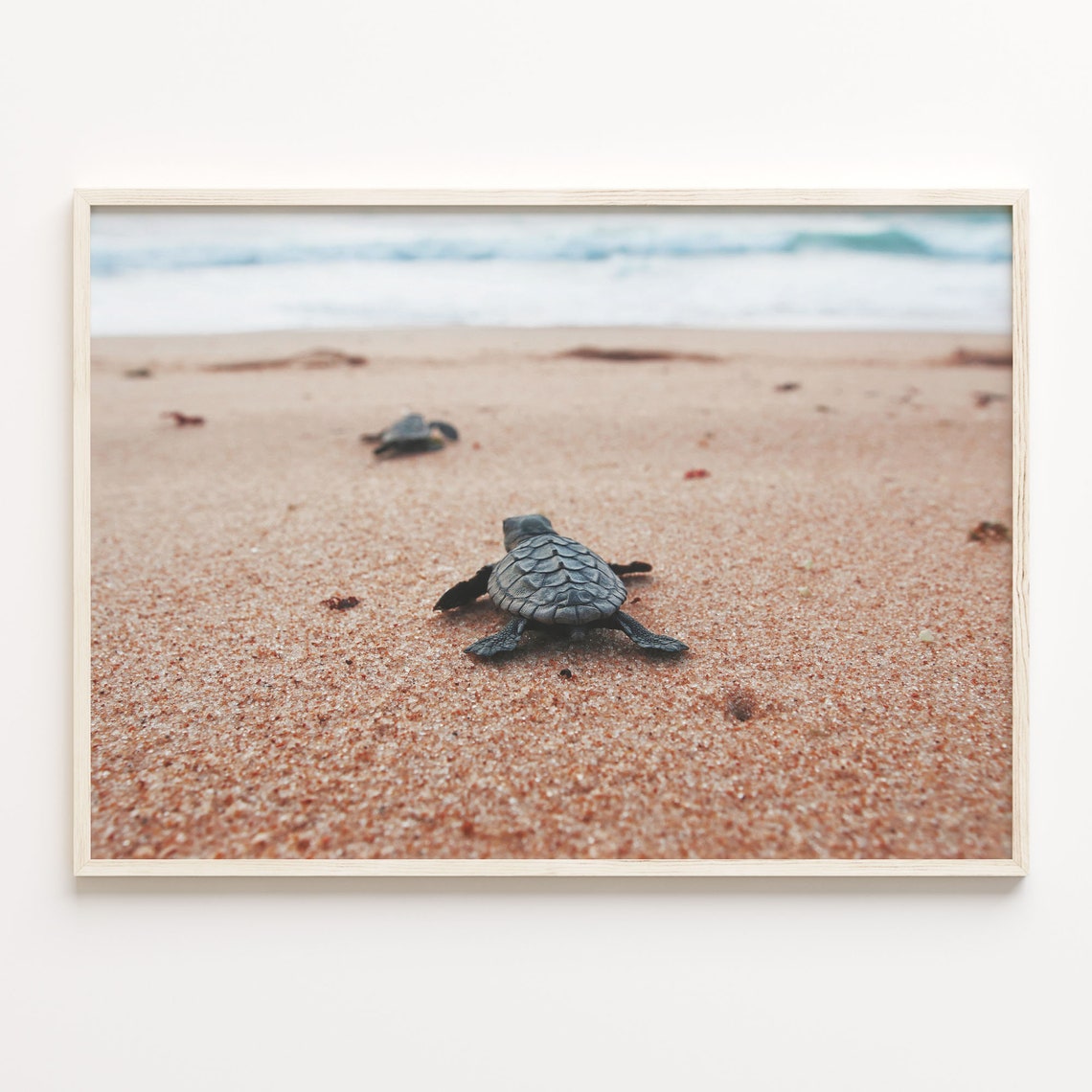 Baby Turtles Colorful Poster Print Baby Turtles Photo Wall Art Wall Art Boho Decor Colorful Wall Art Photography Poster Print C18 282