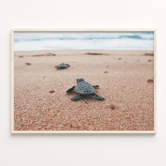 Baby Turtles Colorful Poster Print Baby Turtles Photo Wall Art Wall Art Boho Decor Colorful Wall Art Photography Poster Print C18 282