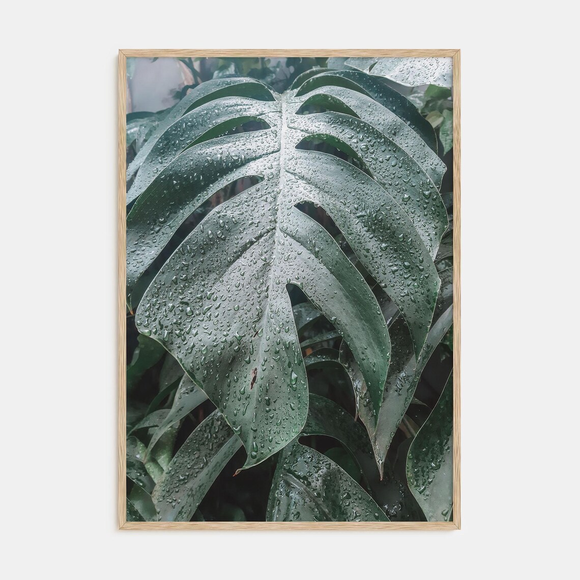 Monstera Leaves Covered in Raindrops Tropical Botanical Photo Poster