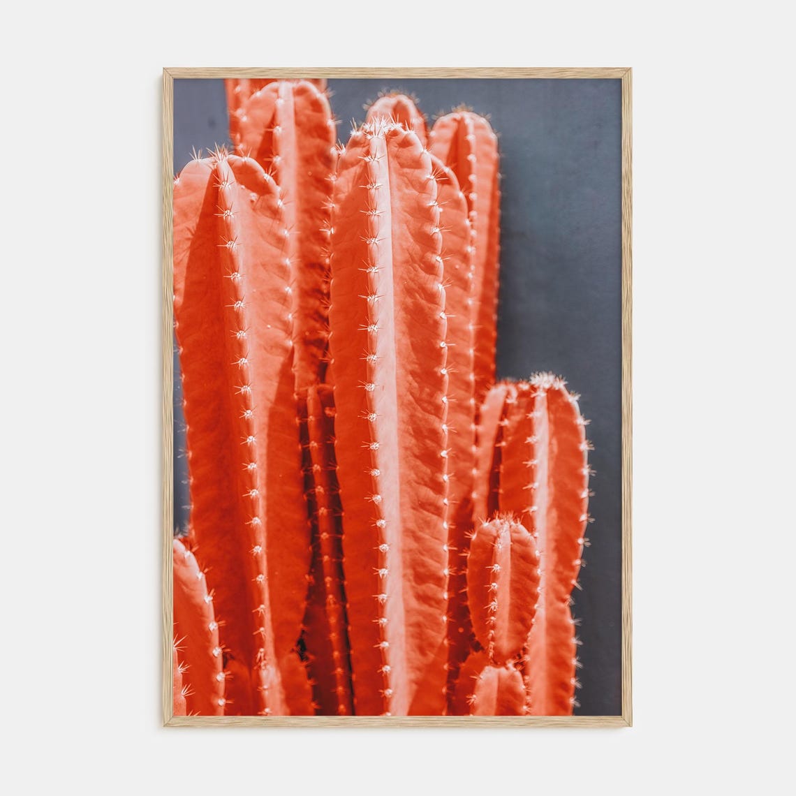 Coral Red Columnar Cactus Close Up Dark Background Wall Poster