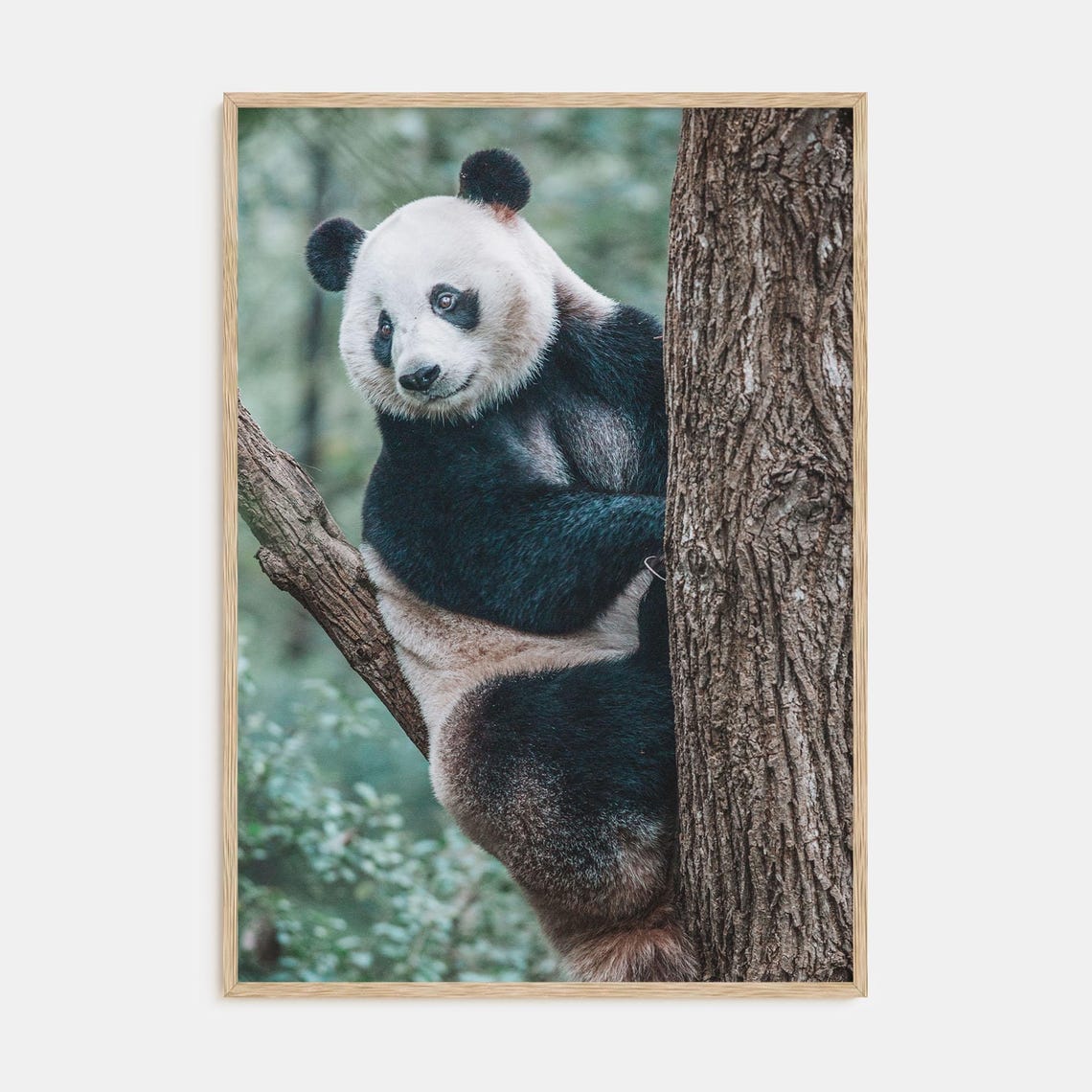 Giant Panda Hugging a Tree Trunk Looking at the Camera Poster