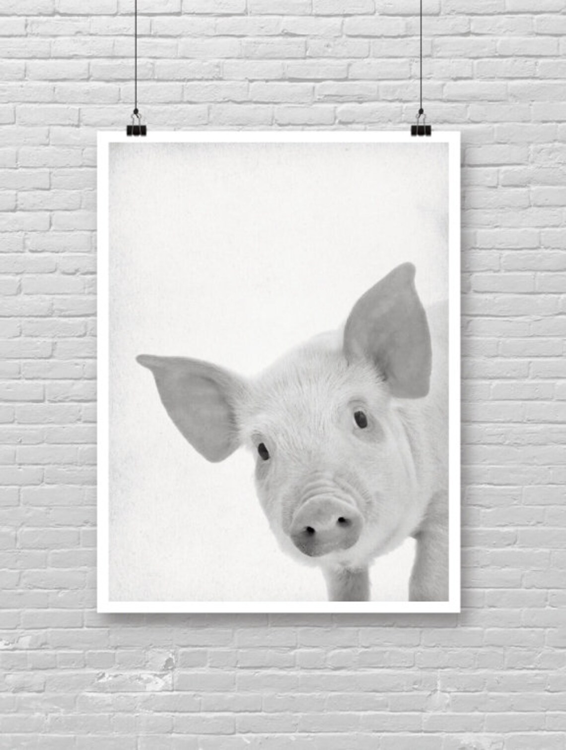 Baby Piglet Close Up Portrait Black White Farm Animal Cute Photo Poster