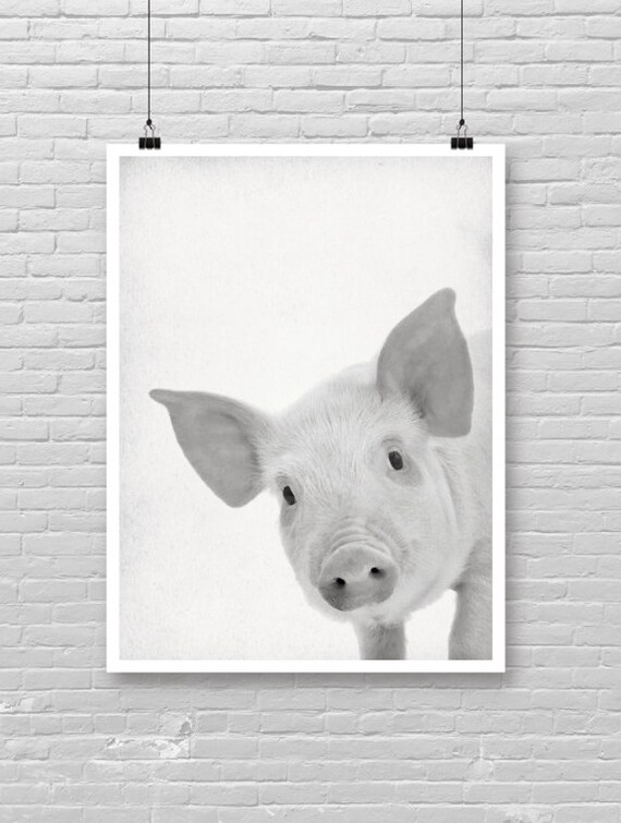 Baby Piglet Close Up Portrait Black White Farm Animal Cute Photo Poster