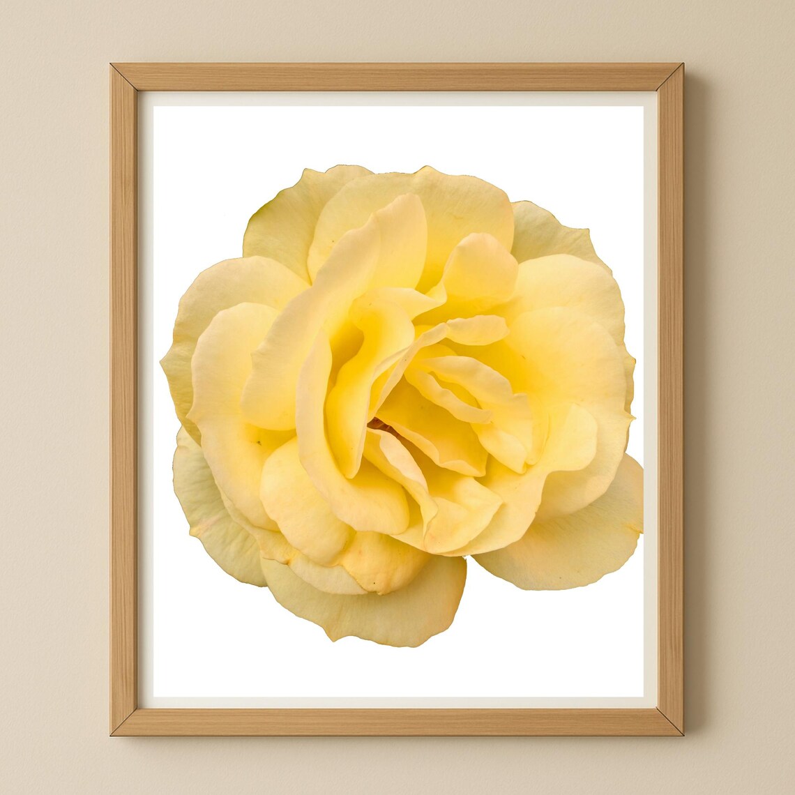 Yellow Rose Minimalist Botanical Art Print