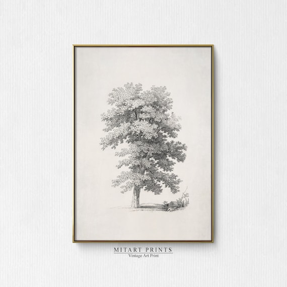 Vintage Tree Sketch Print, Neutral Farmhouse Decor