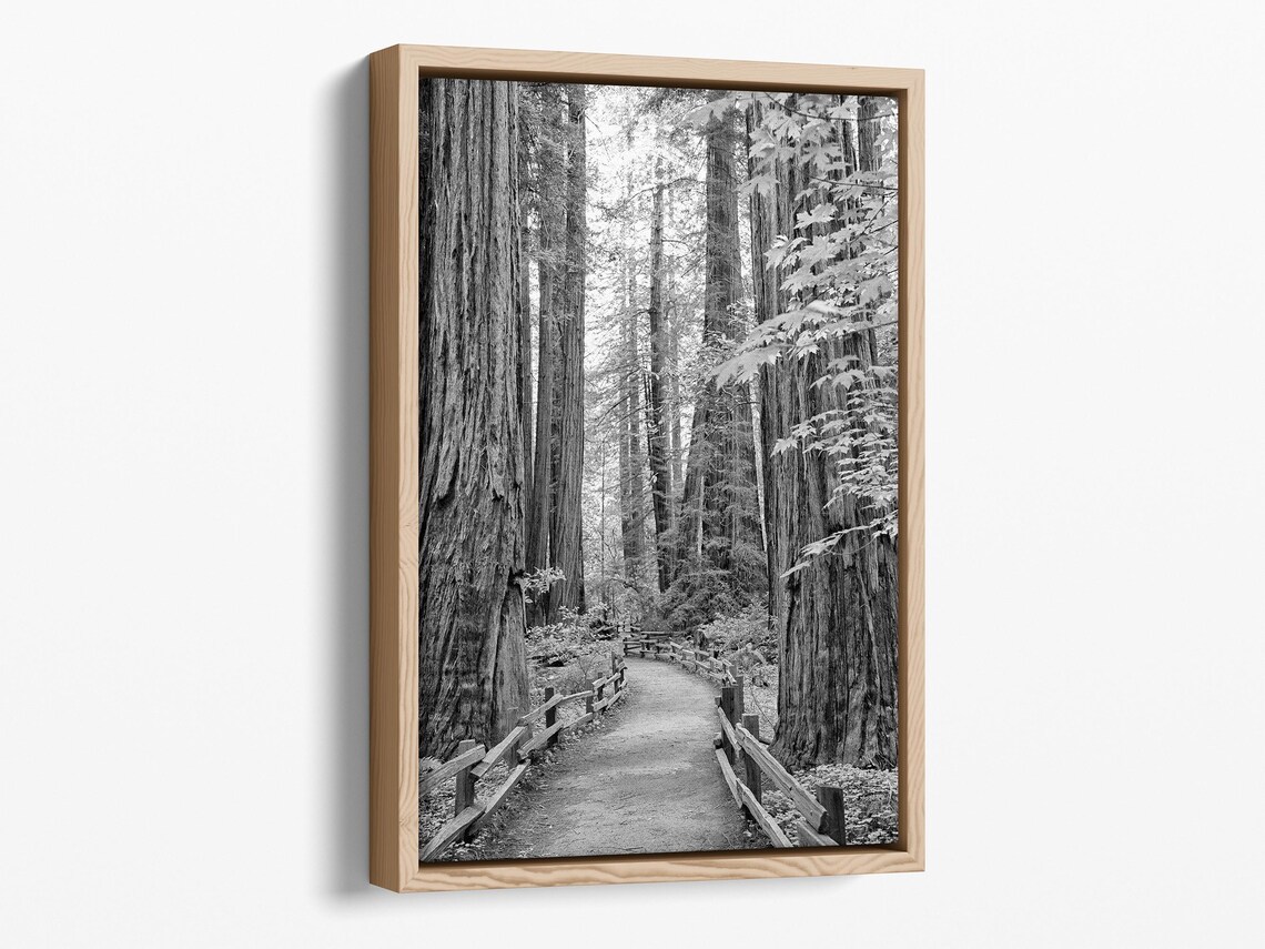 Redwood Pathway Black and White Art Print, California