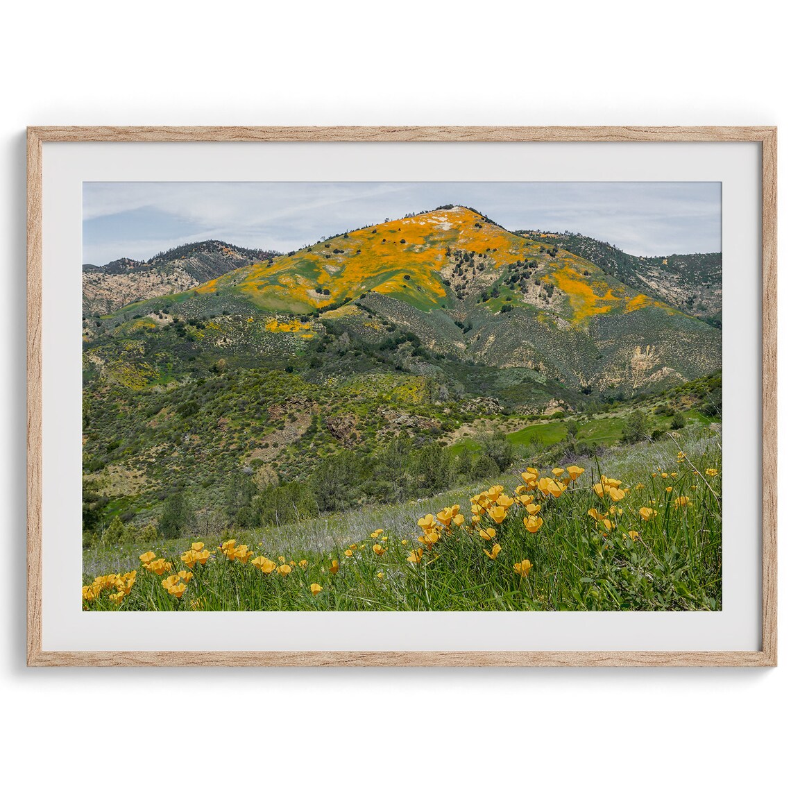 California Poppy Super Bloom Golden Hillside Wildflower Field Poster