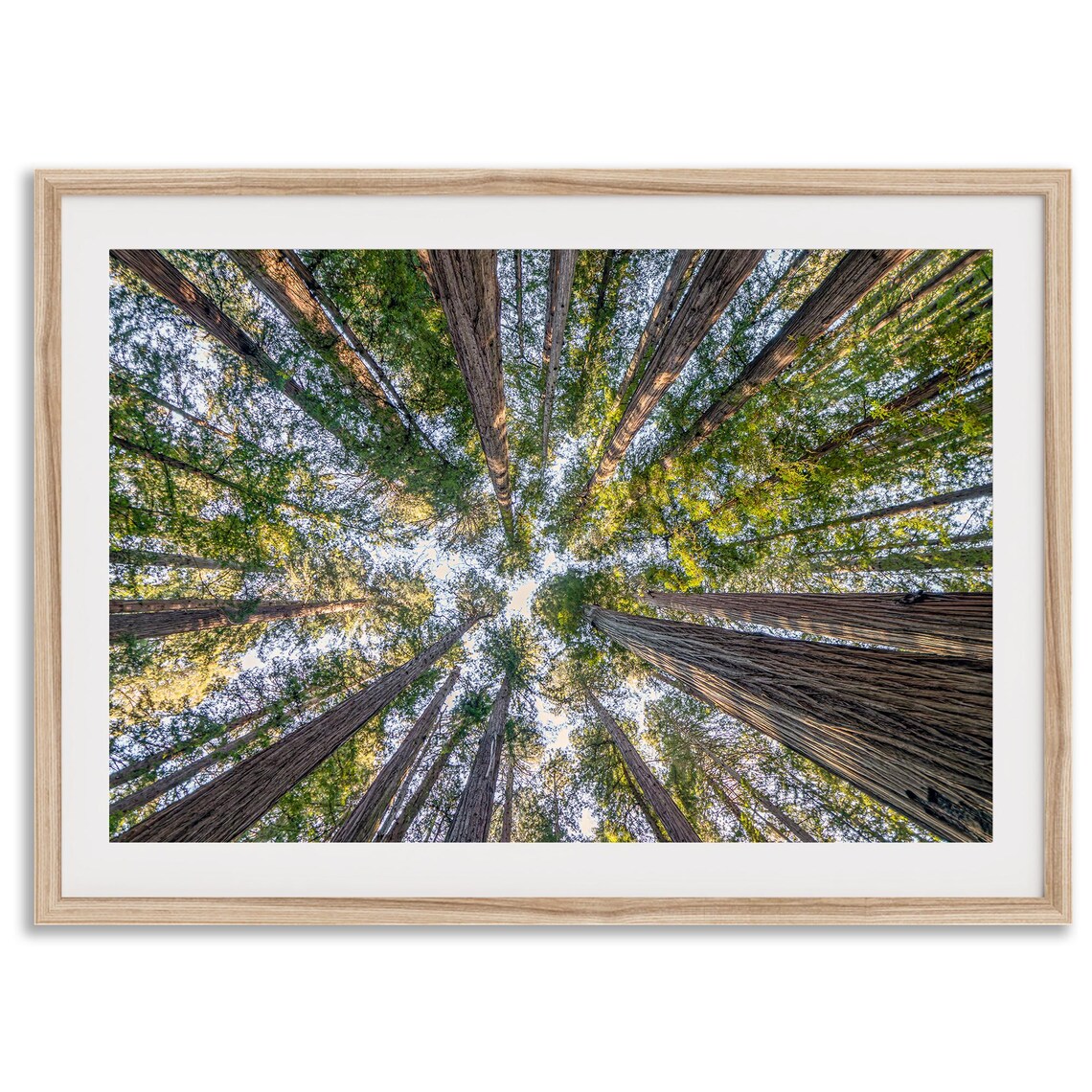 Redwoods Treetop Forest Landscape Art Print
