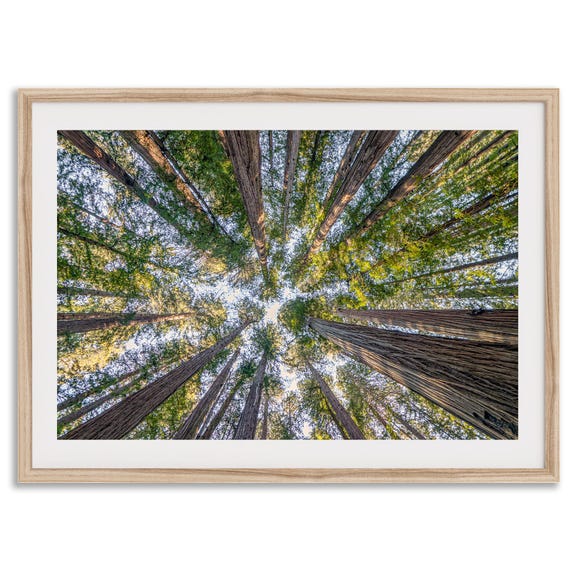 Redwoods Treetop Forest Landscape Art Print