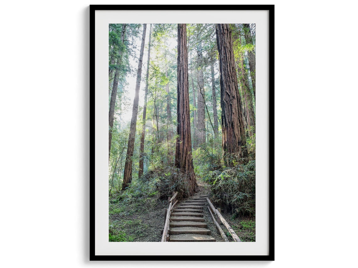 Redwood Forest Trail Wooden Steps Sunlit Giant Trees Nature Poster - Image 4