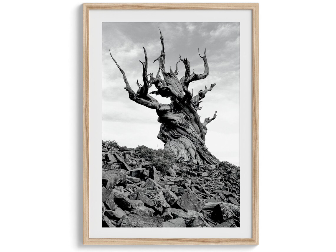 Ancient Bristlecone Pine Tree Black and White Art Print - Image 2