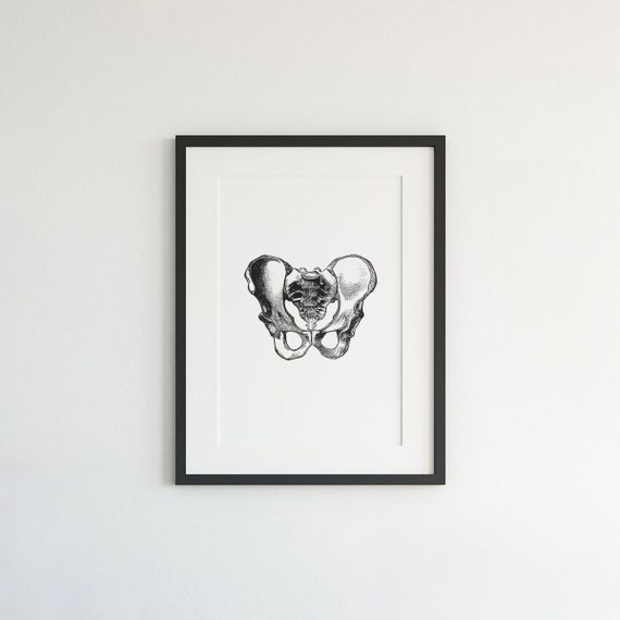 Hips Anatomy Print, Vintage Medical Wall Art