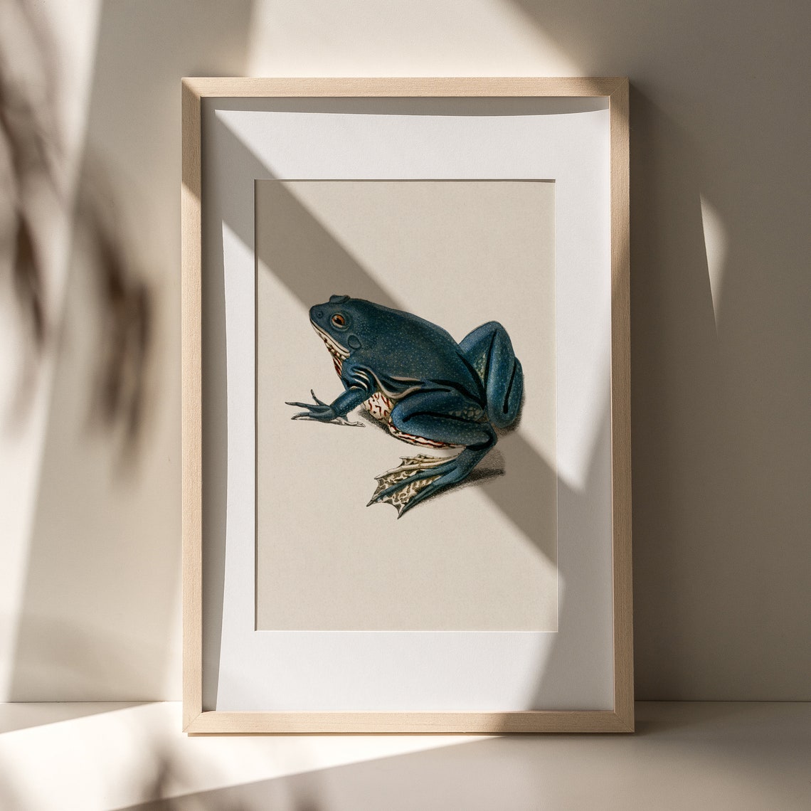 Blue Frog Vintage Naturalist Illustration Antique Toad Study Wall Art - Image 4
