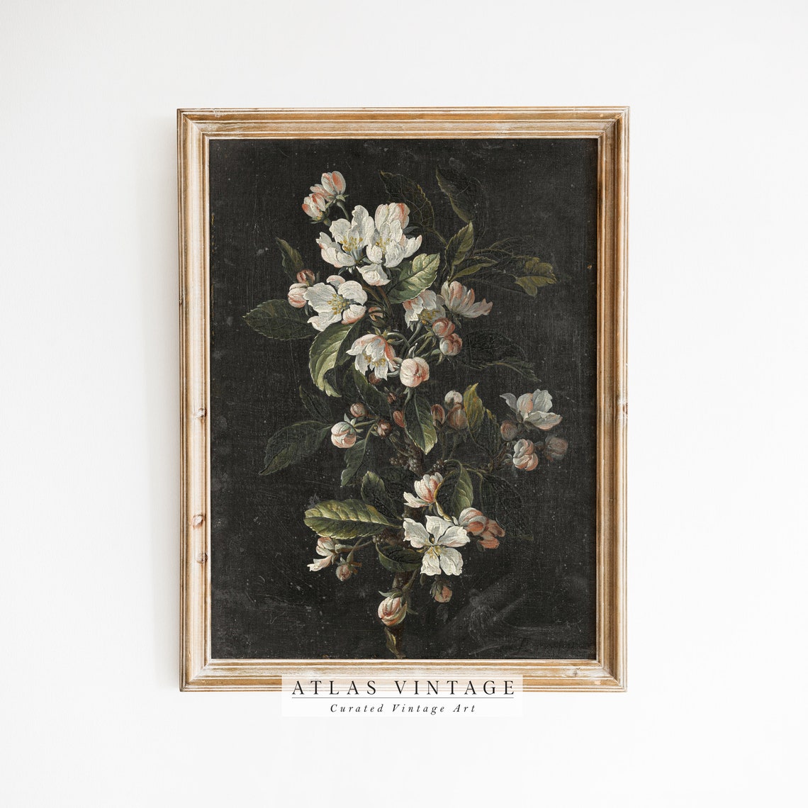 White Apple Blossoms on Dark Background Vintage Botanical Poster