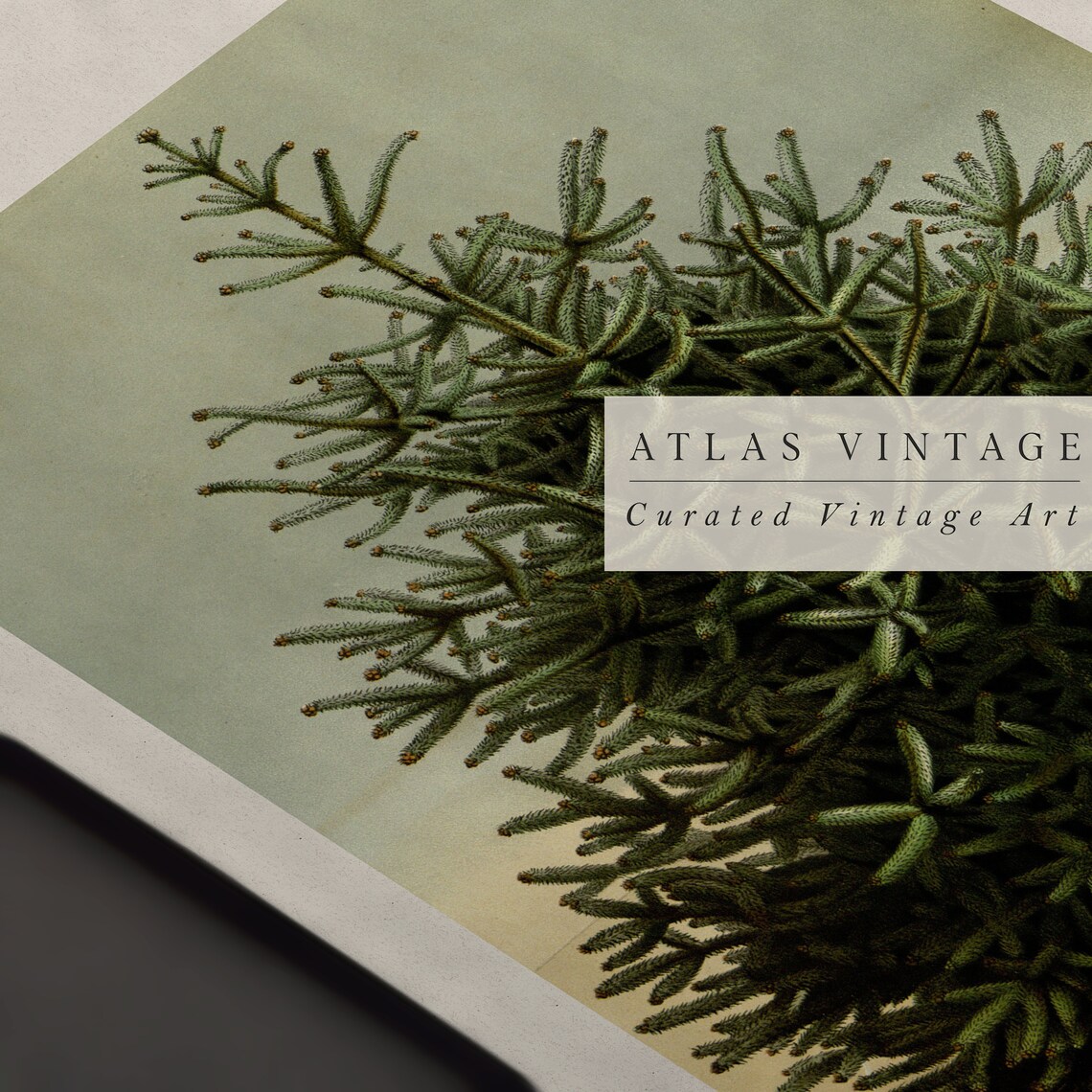 Vintage Pine Tree Botanical Art Antique Evergreen Branch Poster - Image 4