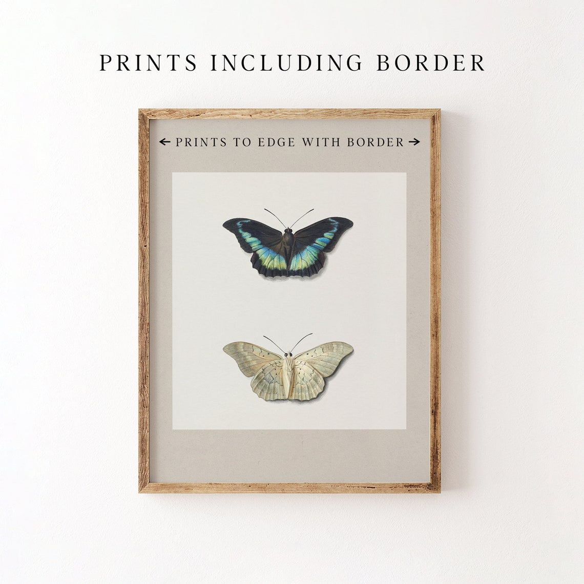 Black And Blue Butterfly With Pale Moth Minimalist Entomology Poster - Image 8