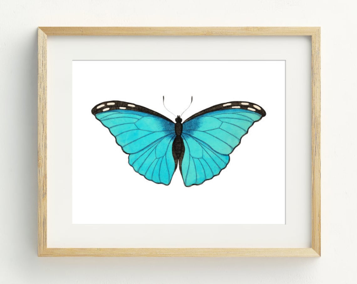 Teal Blue Butterfly Watercolor Entomology Insect Nature Wall Art Print