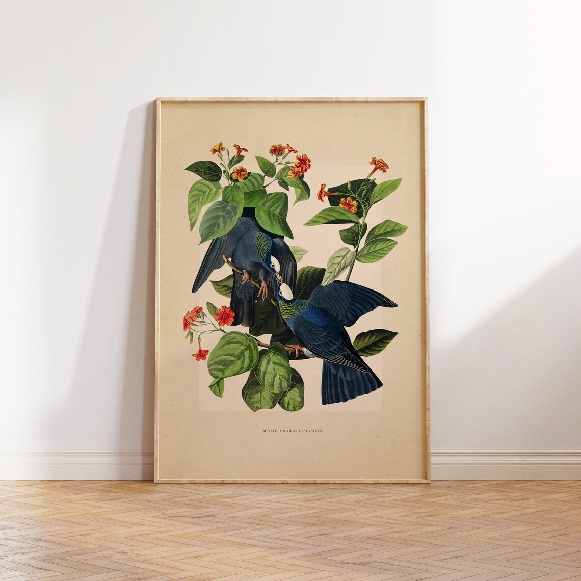 Vintage White Crowned Pigeons Illustration Art Print