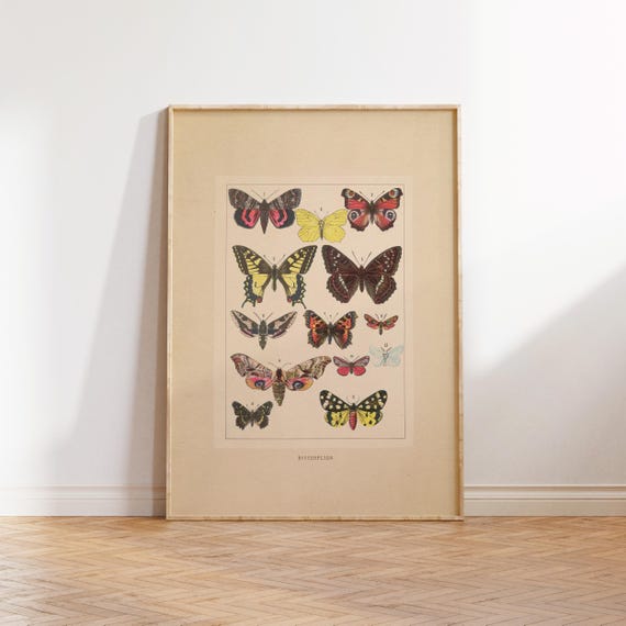 Butterflies Illustration Poster Antique Butterflies Art Print Vintage Butterflies Art Butterflies Poster Art Print