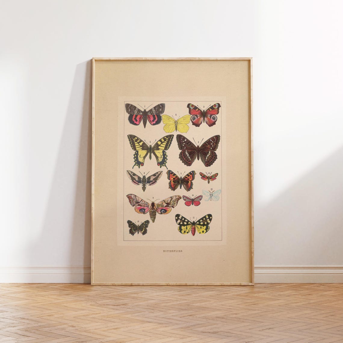 Antique Butterflies Chart Vintage Natural History Entomology Poster