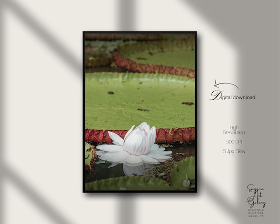 Victoria Amazonica Water Lily Botanical Nature Photography Poster