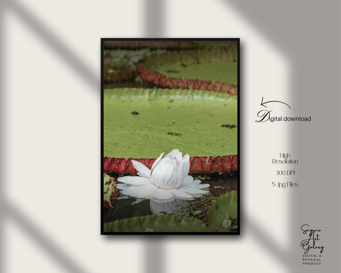 Victoria Amazonica Water Lily Botanical Nature Photography Poster