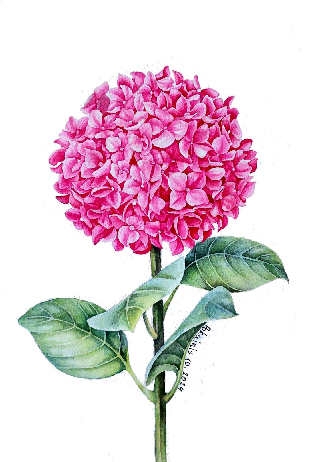 Pink Hydrangea Bloom with Green Leaves Botanical Watercolor Poster