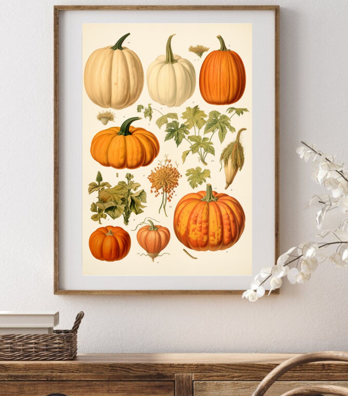 Vintage Botanical Pumpkin Varieties Scientific Wall Chart Poster - Image 2