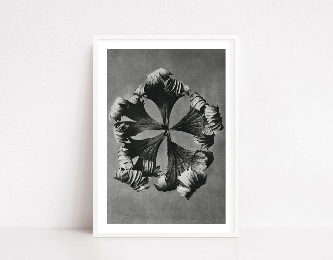 Black White Botanical Photogram Vintage Plant Shadow Art Poster