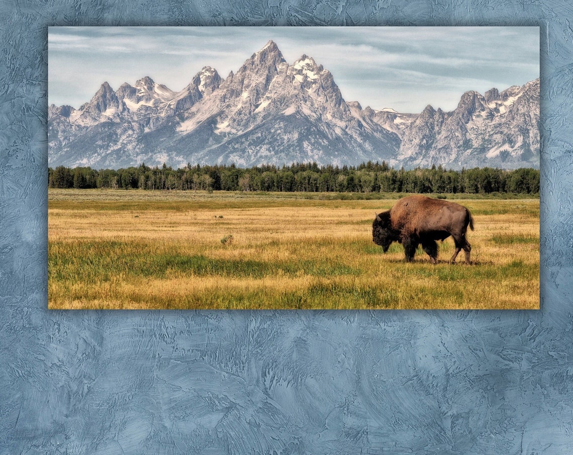 American Bison Grazing Beneath The Grand Teton Mountain Peaks Poster