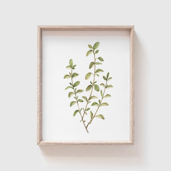Oregano Watercolor Art Print, Kitchen Herb Decor