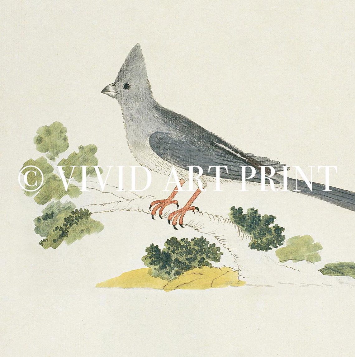 Vintage Bird Illustration Art Print, Antique Minimalist Nature - Image 4