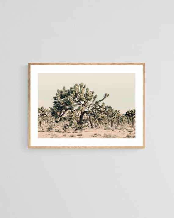 Joshua Tree Photograph, Southwestern Landscape