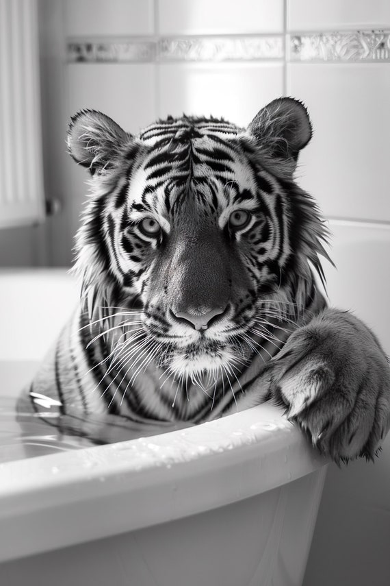Tiger in the Bathtub Funny Animal Photograph