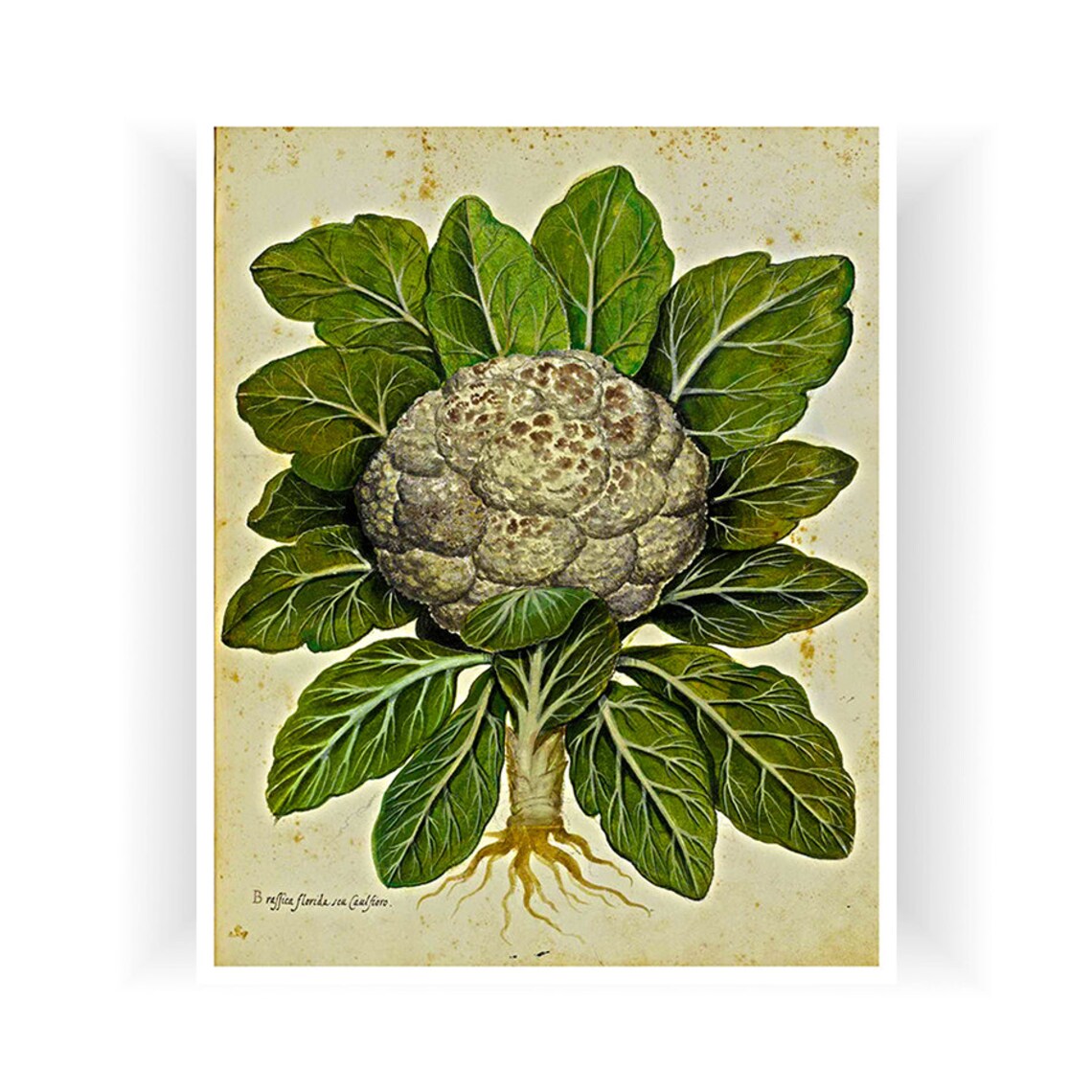 Vintage Cauliflower Botanical Illustration Antique Kitchen Wall Poster