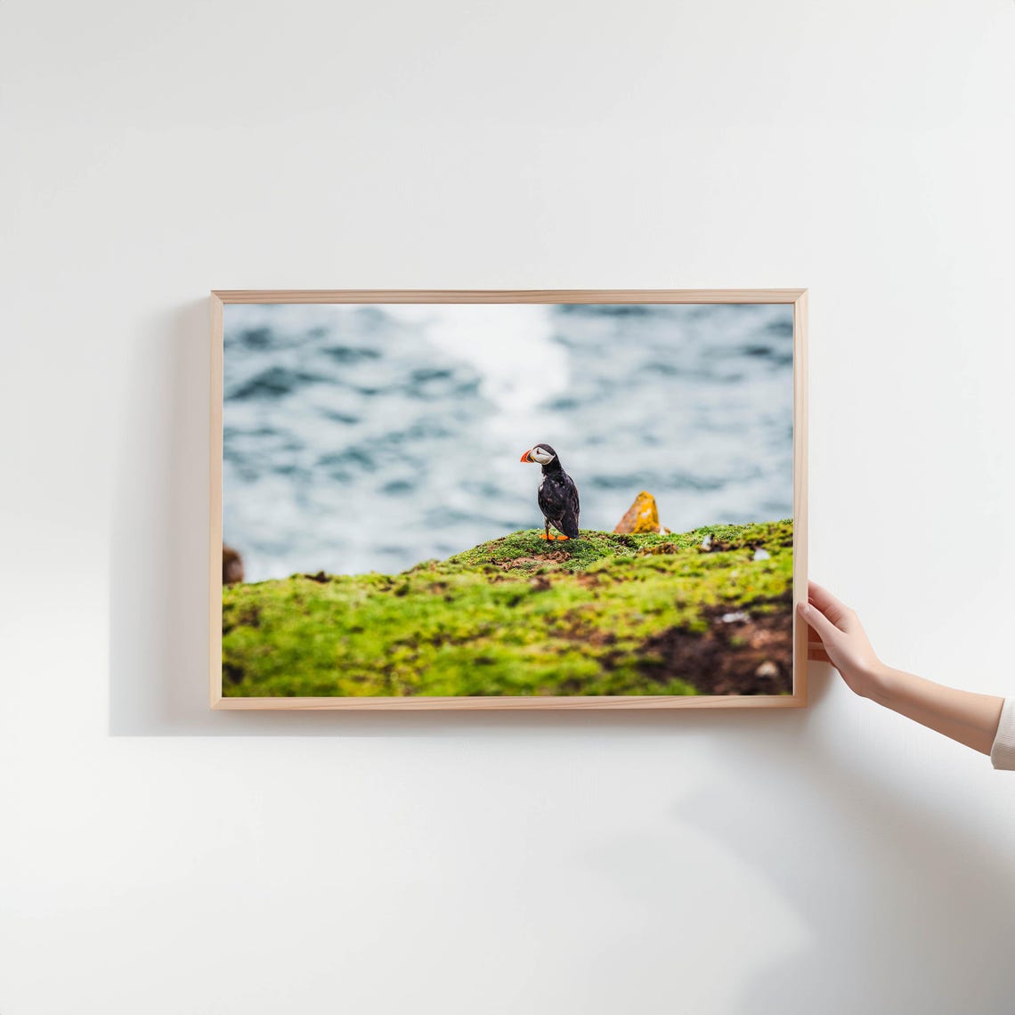 Atlantic Puffin Perched on Mossy Cliff Overlooking the Ocean Poster - Image 2