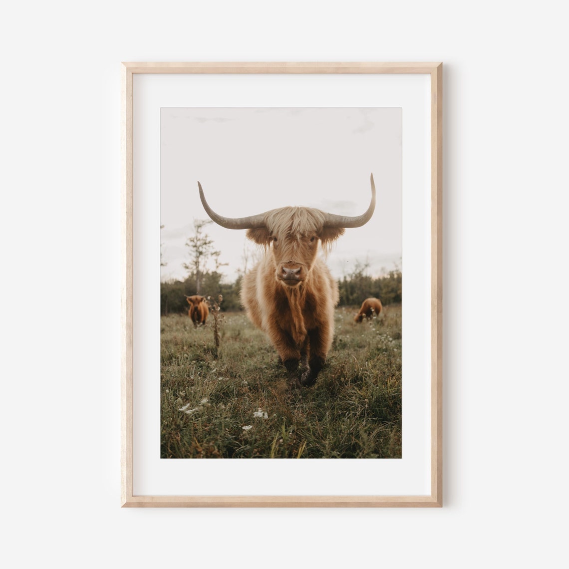 Highland Cow Front Facing Meadow Long Horned Cattle Portrait Poster