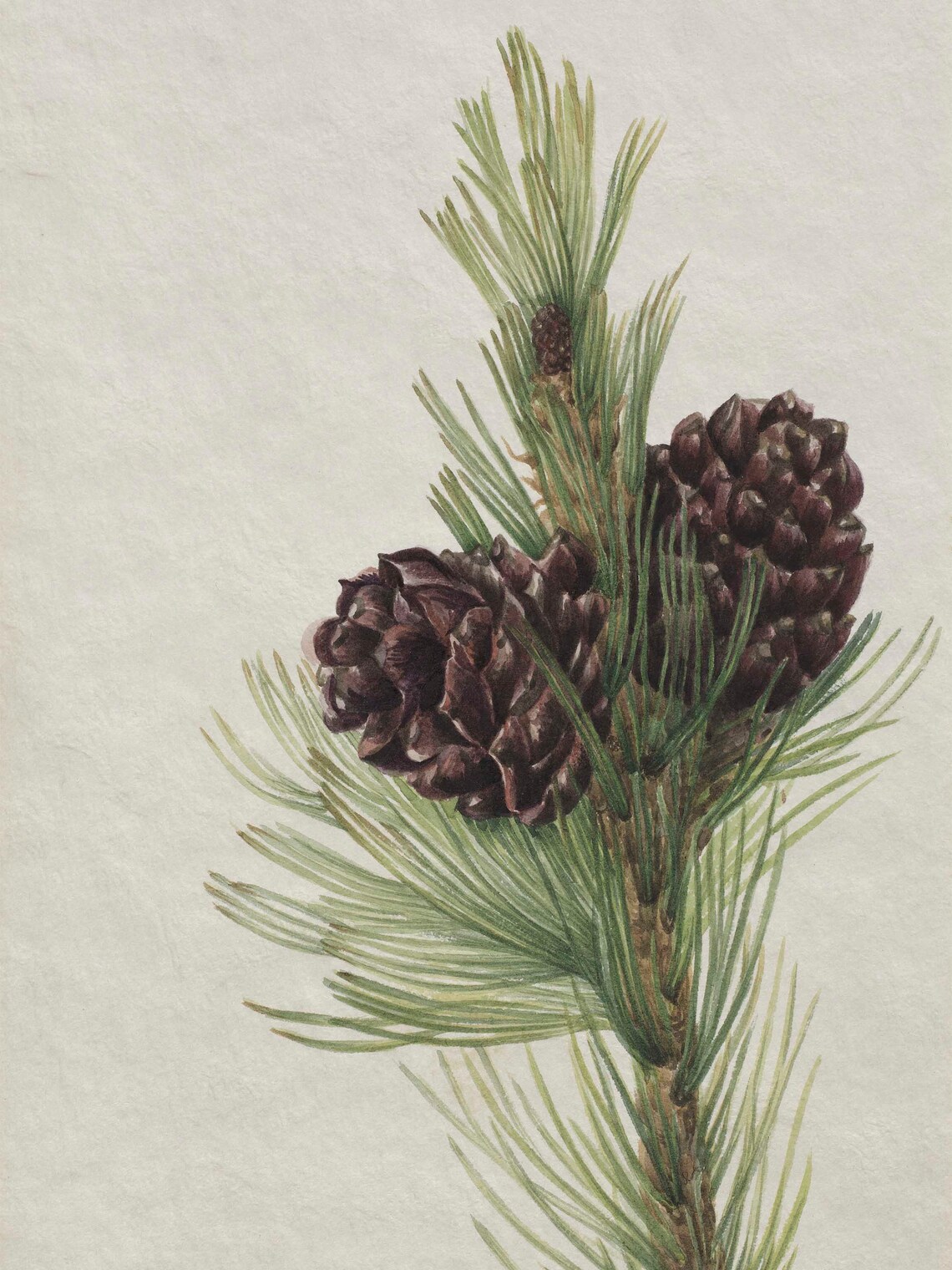Winter Botanical Pine Tree Branch Drawing Art Print - Image 3