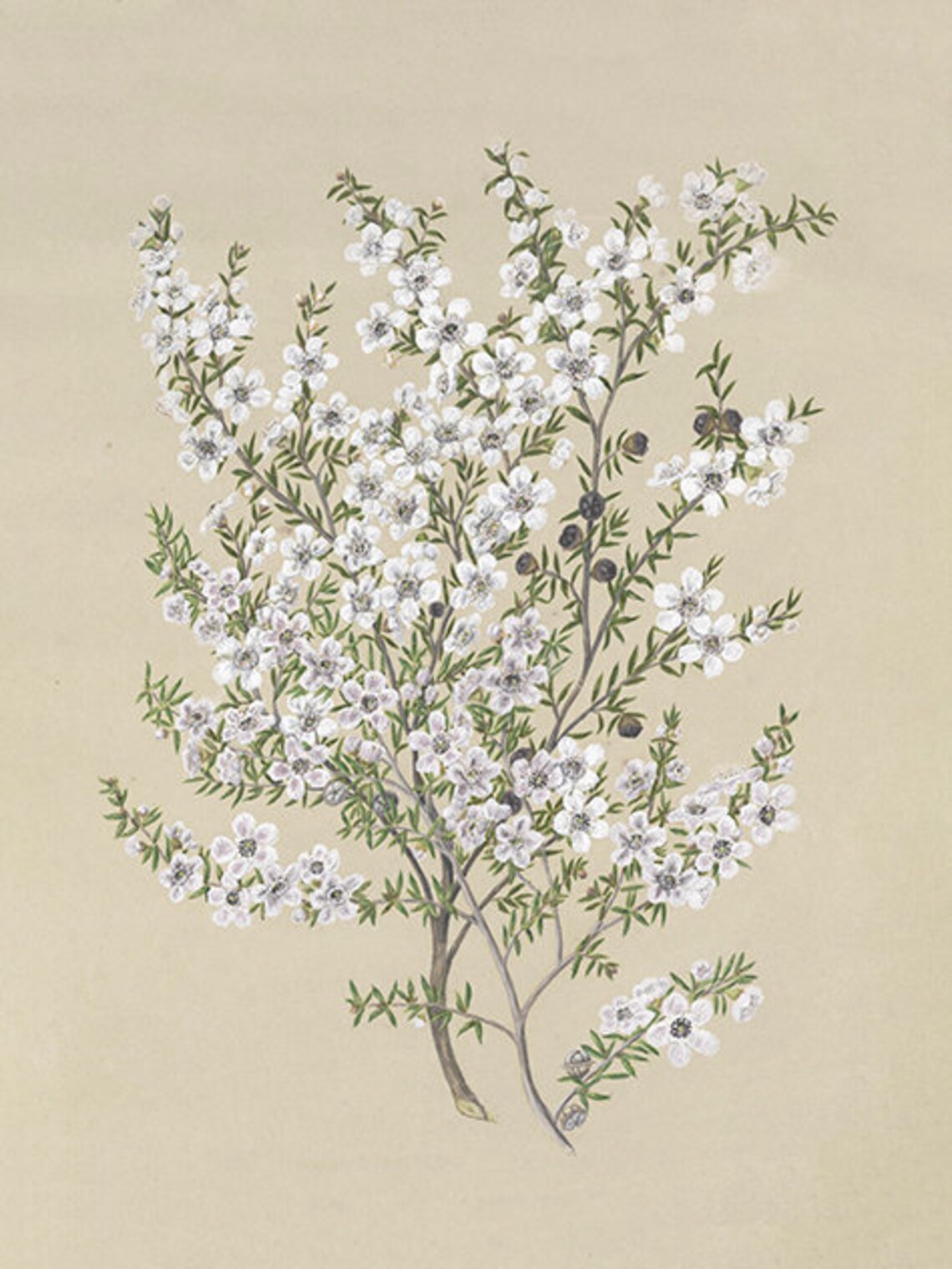 Vintage Flower Drawing Art Print, Floral Decor - Image 3