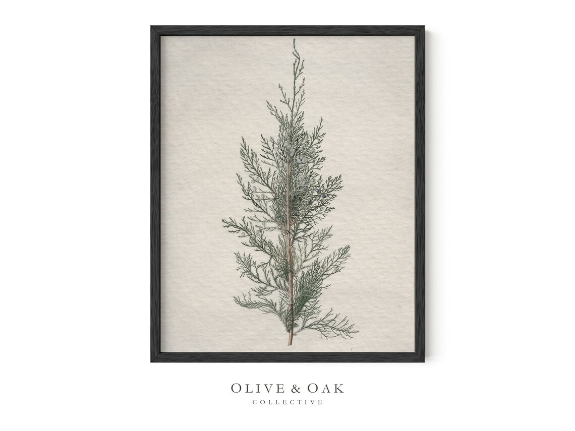 Winter Botanical, Juniper Tree Branch Drawing - Image 2