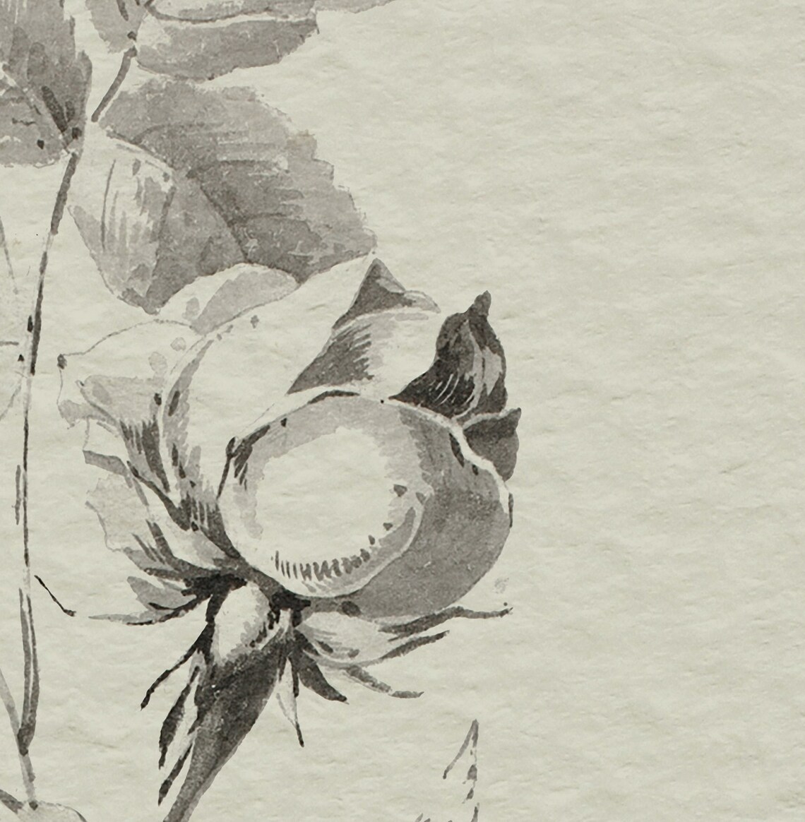 Vintage Flower Drawing Poster Print, Rustic Botanical Sketch - Image 3