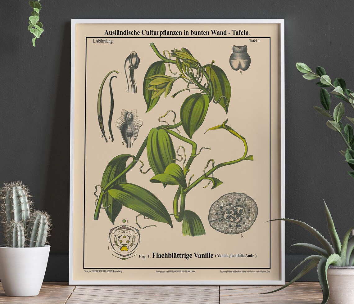 Vanilla Botanical Kitchen Oversize Botanical Art Print