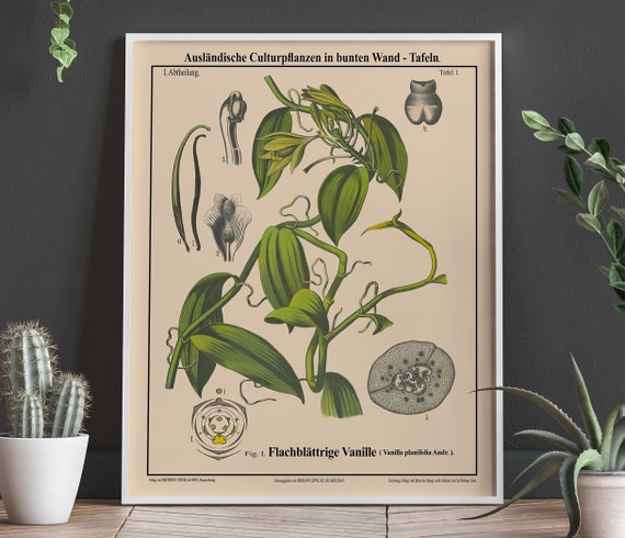 Vanilla Botanical Kitchen Oversize Botanical Art Print
